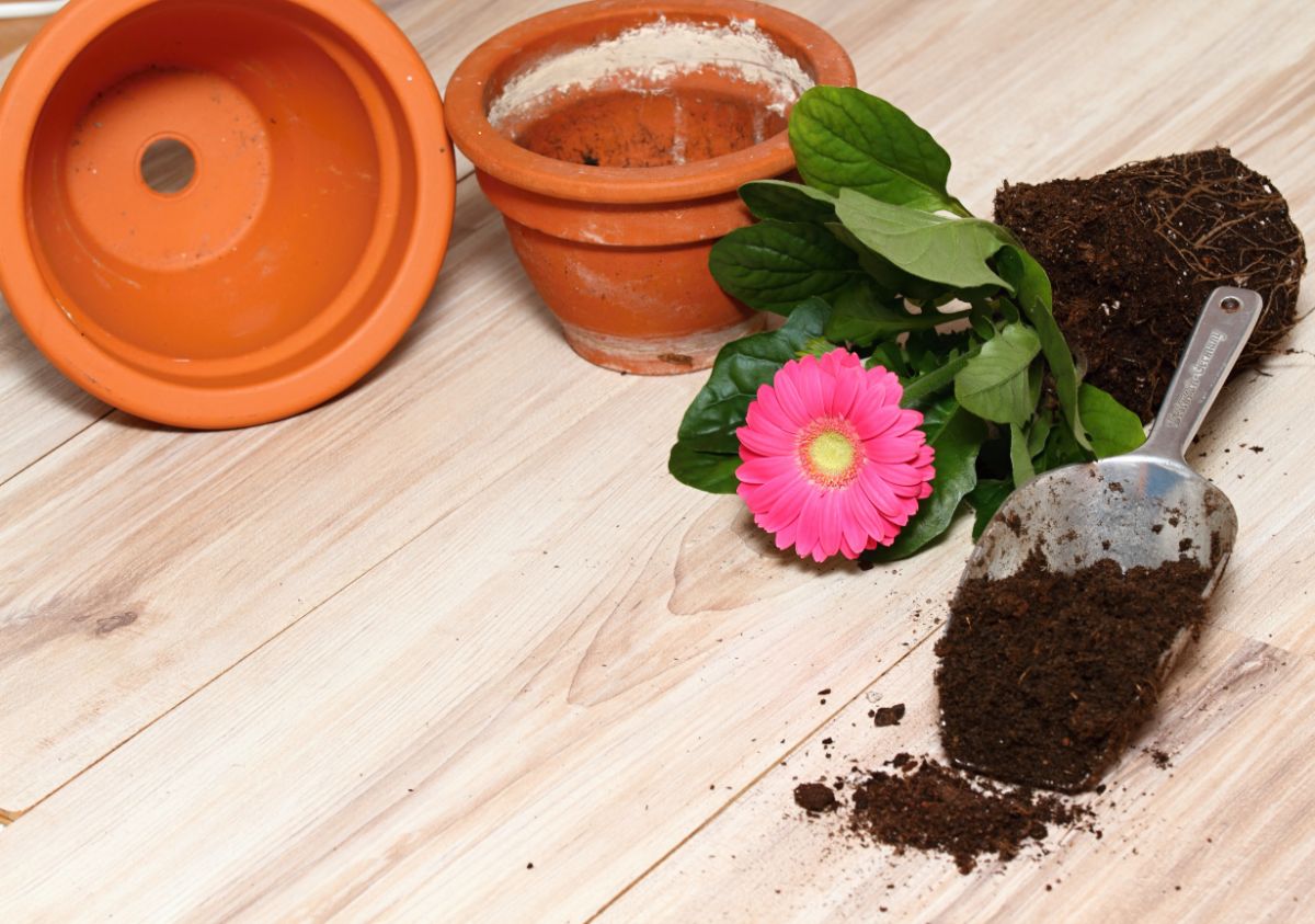 A bright dark pink Gerbera daisy being planted into a new pot