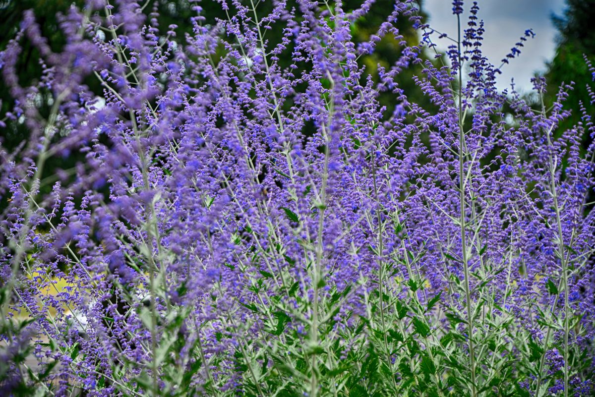 Fanning spikes of tall Russian sage in bloom
