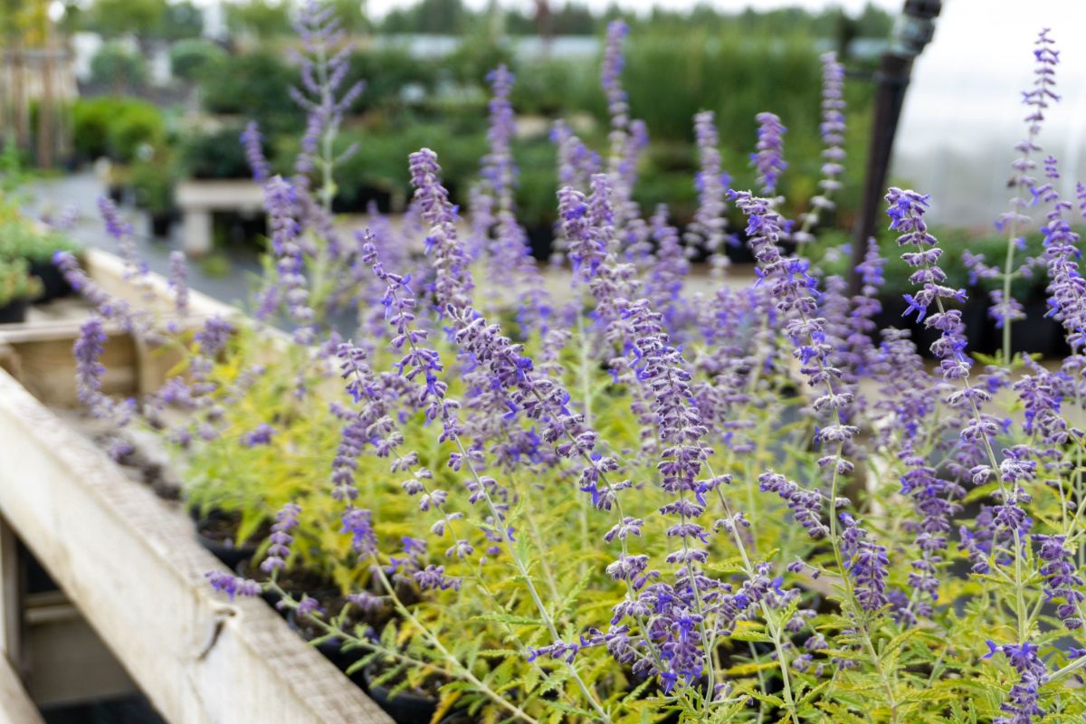 Russian Sage planted in a container