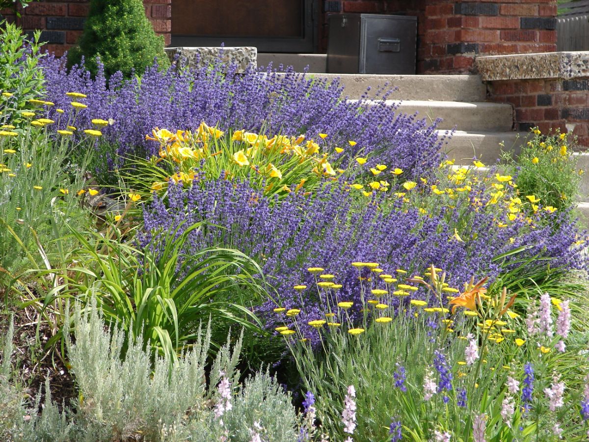 Striking purple sage in a mixed perennial planting