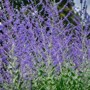 Blooming russian sage