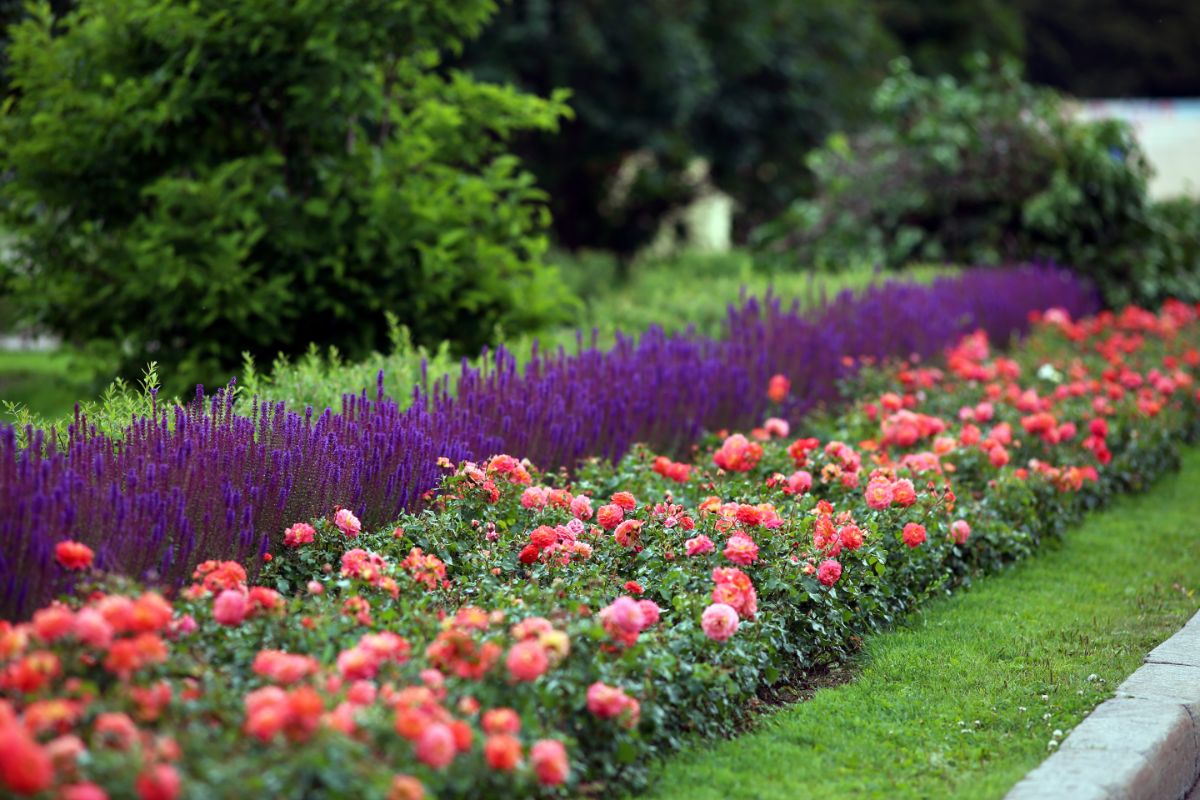 A long row of purple Russian sage against shorter pink blooms