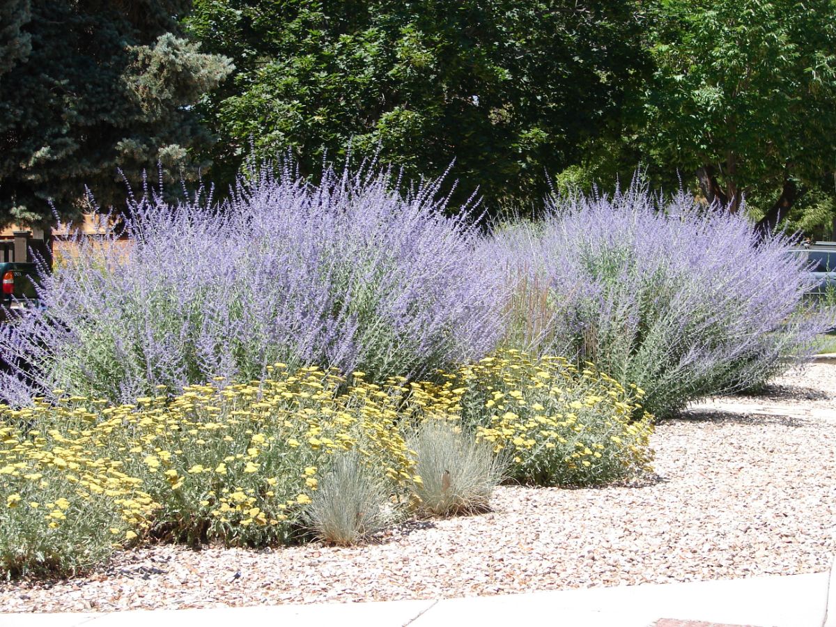 Tall spikes of fanning Russian sage in a landscape planting