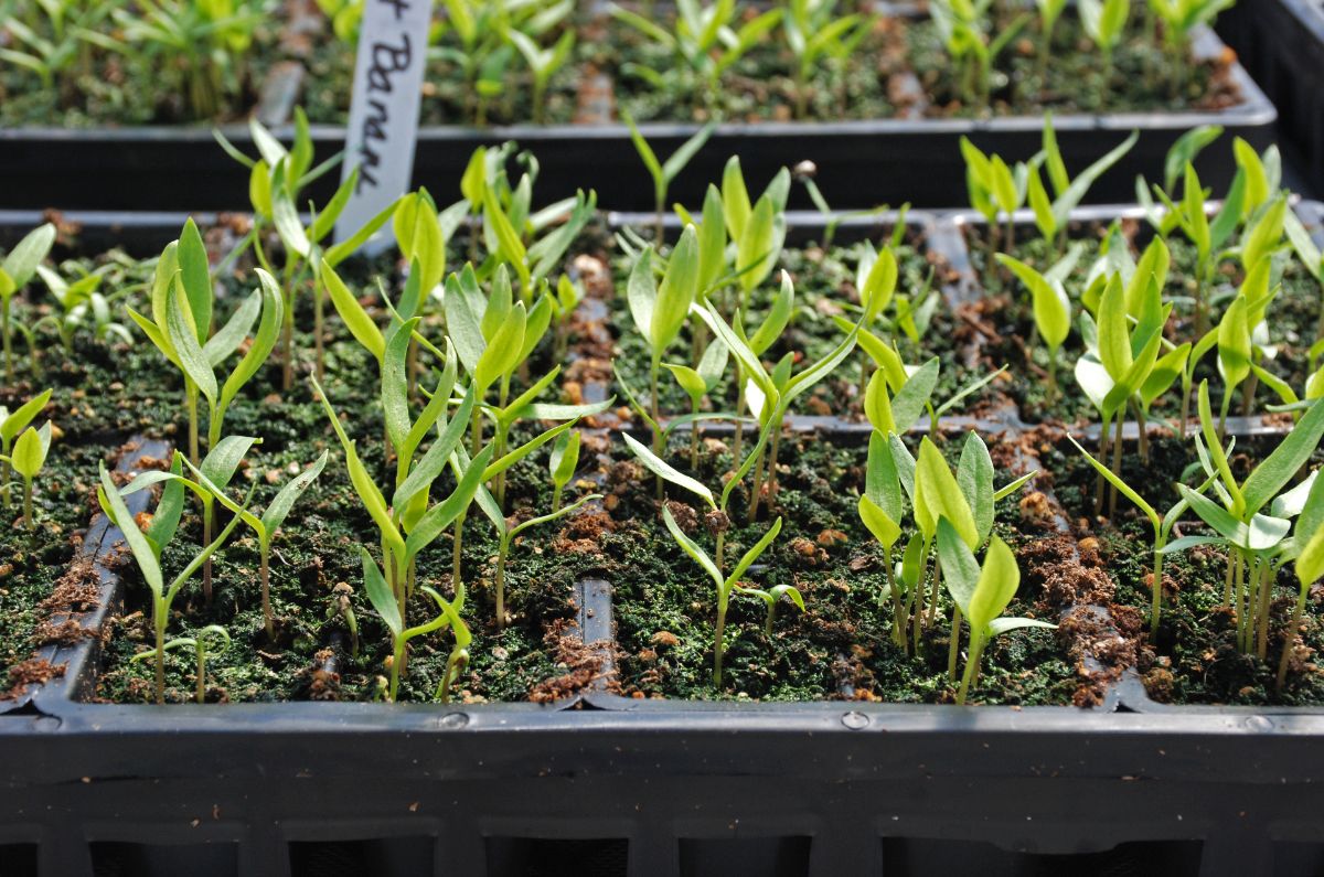 A tray of seedlings in germination pots