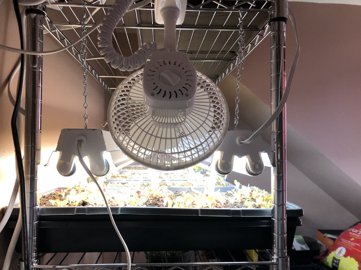 Seedling grow light setup with fan