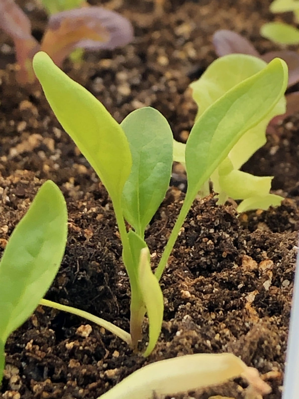 healthy green spinach seedling