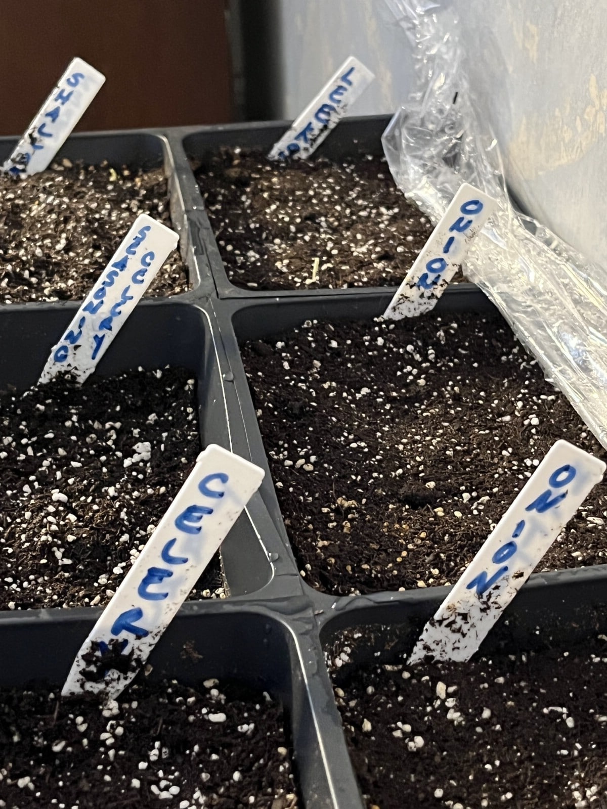 celery and onion seeds planted for germination