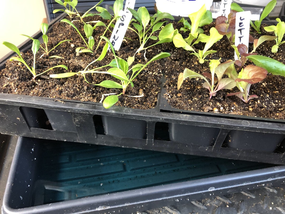 Tray full of seedlings being bottom-watered