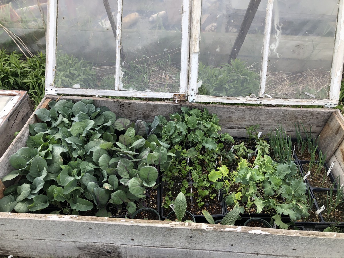 Vegetable transplants hardening off in a cold frame