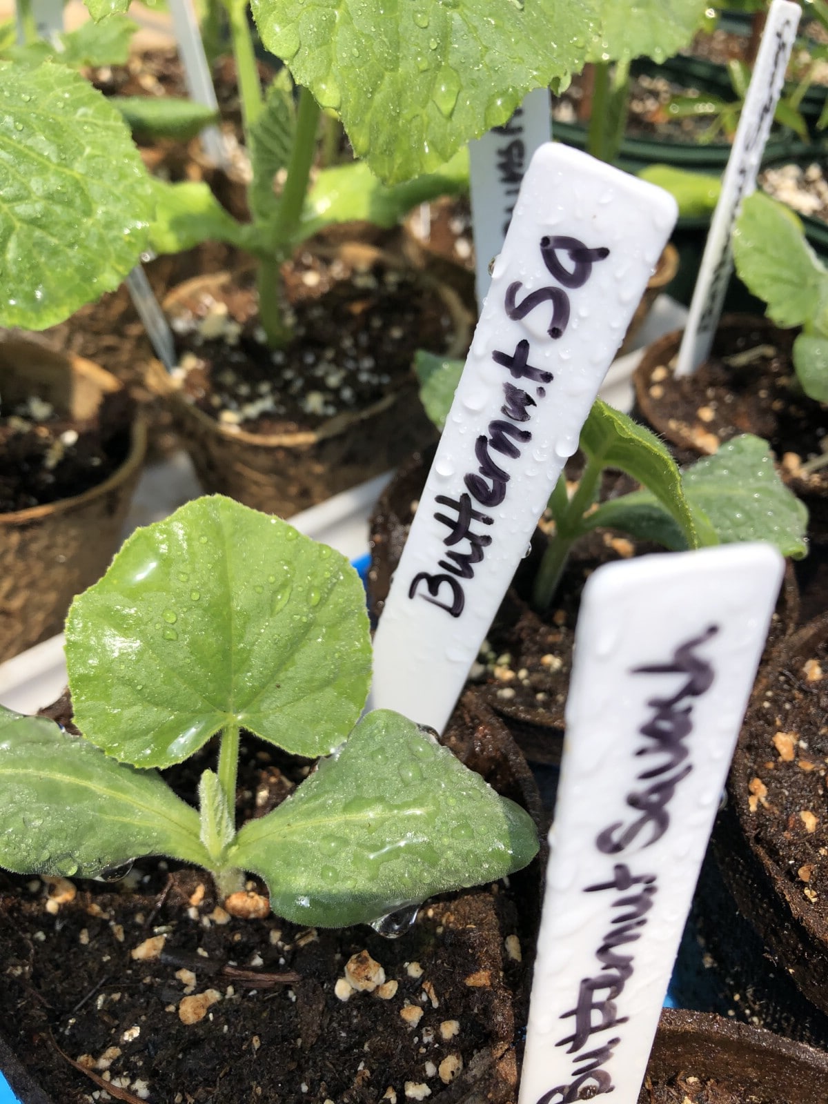 squash plant started inside