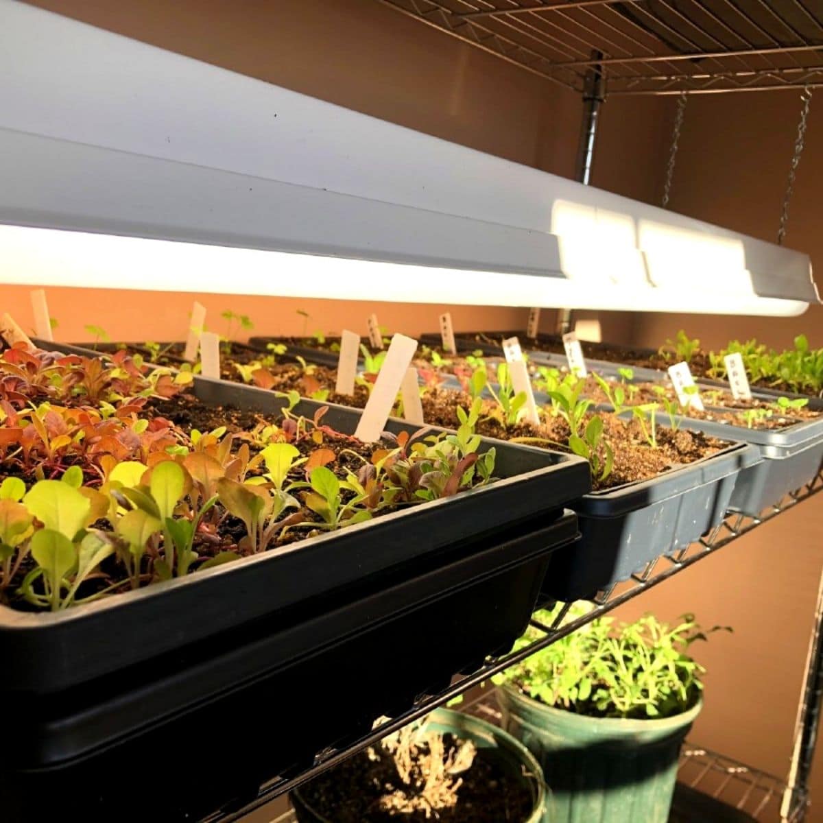 Seedlings growing under grow lights.