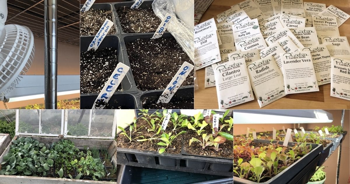 Seedlings and seed starting collage photo.