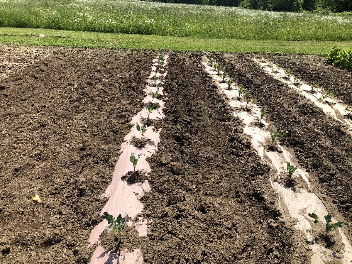 paper-mulched garden rows in spring planted vegetable garden