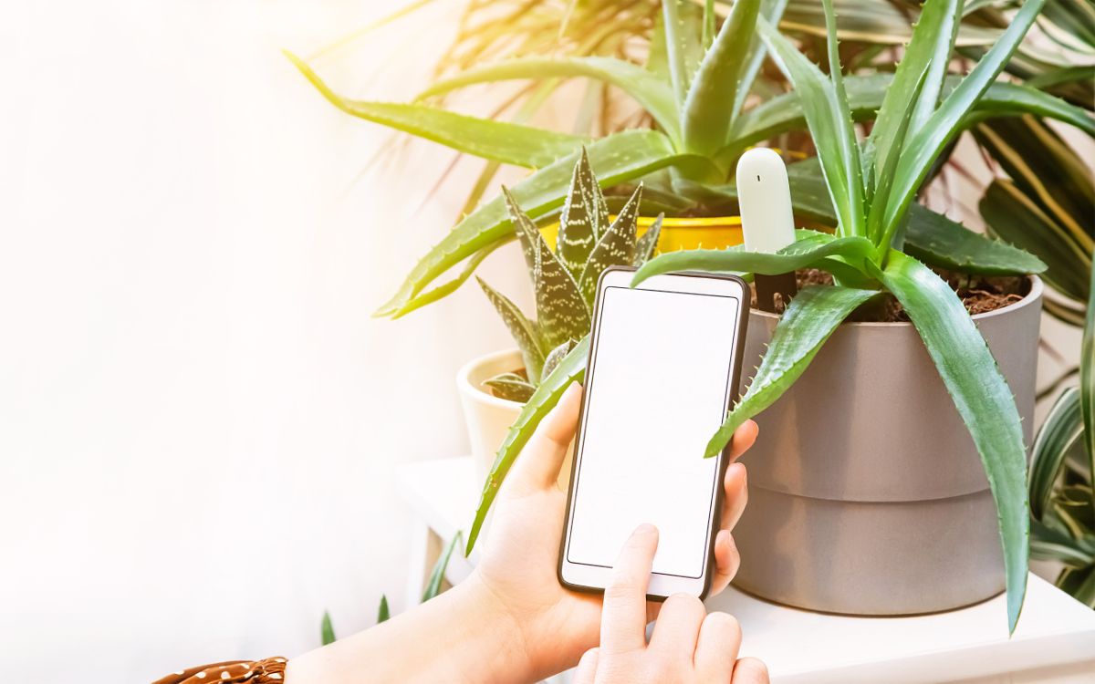 Potted houseplant in a smart pot that sends information to mobile app