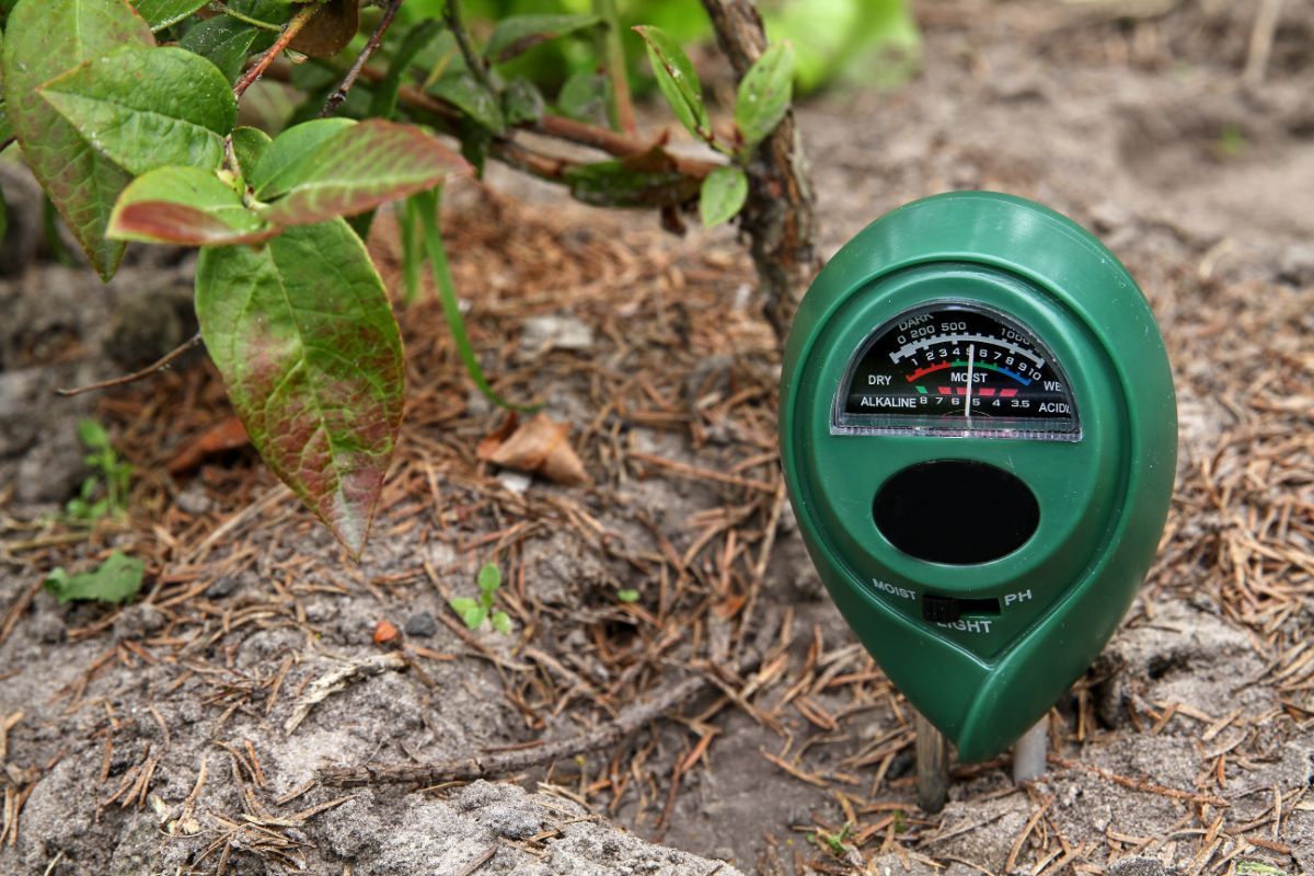 Soil moisture meter measuring the amount of water in the ground