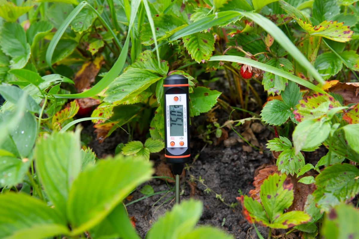 A quick-read digital soil thermometer taking the temperature of the ground