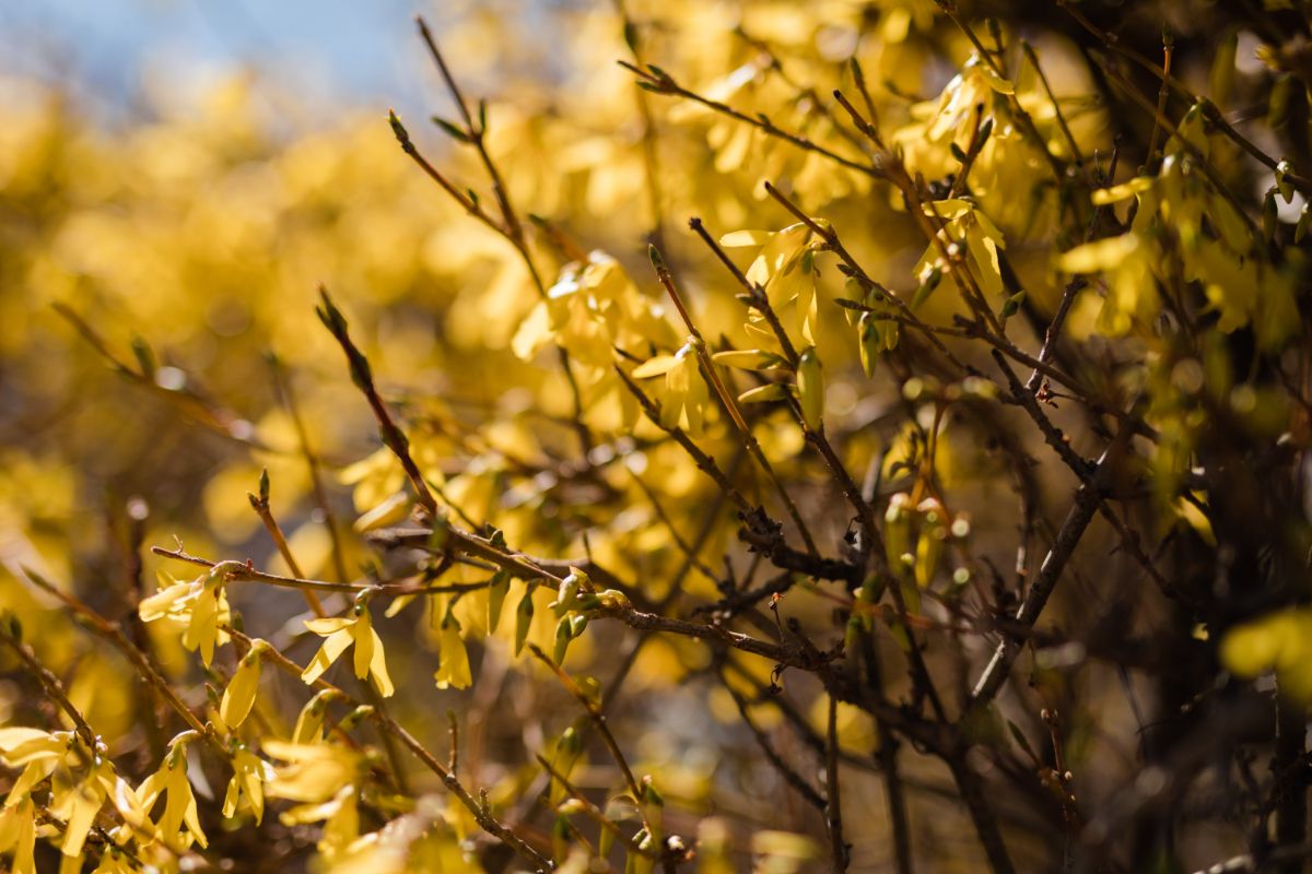 Dying forsythia blossoms indicate it is almost time to prune