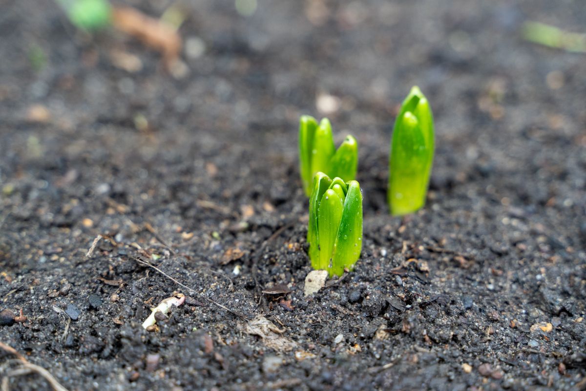 Hyacinth leaves pushing up out of the ground