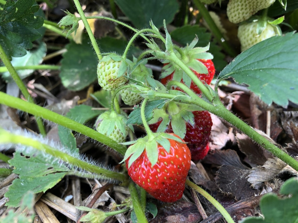 ripe red strawberries in a garden