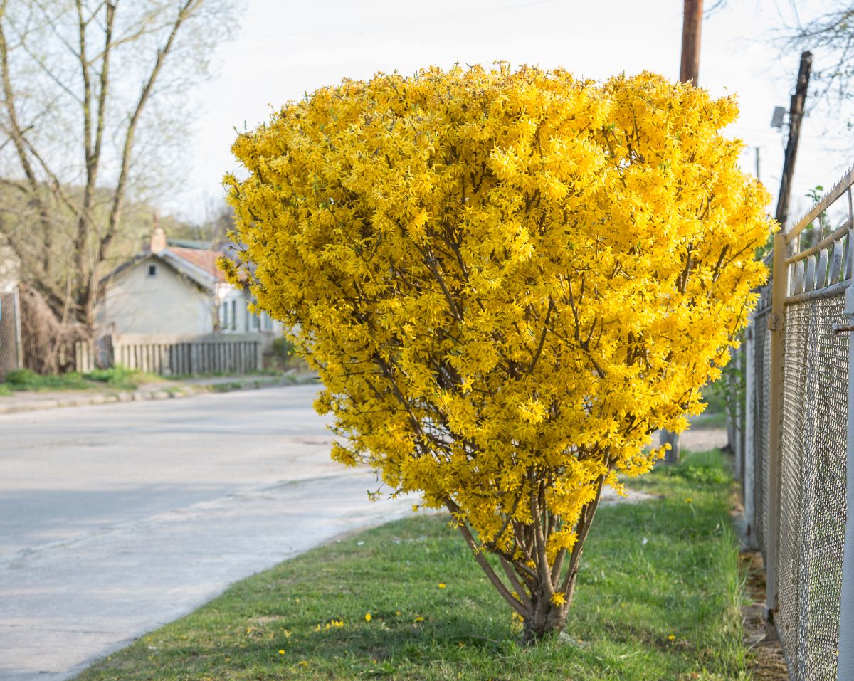 Nicely trimmed forsythia bush in bloom