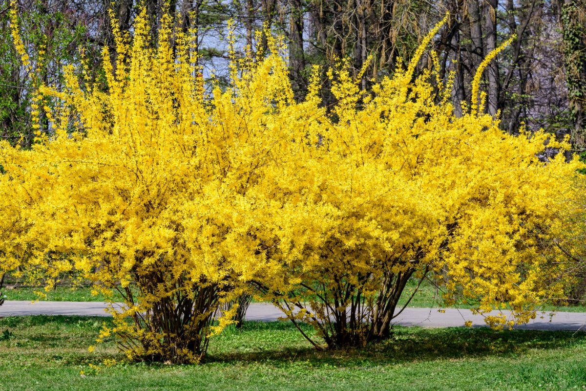 Large blossoming forsythia bushes