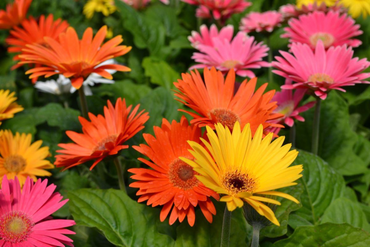 Gerbera daisy flowers in mixed colors of orange, pink, and yellow