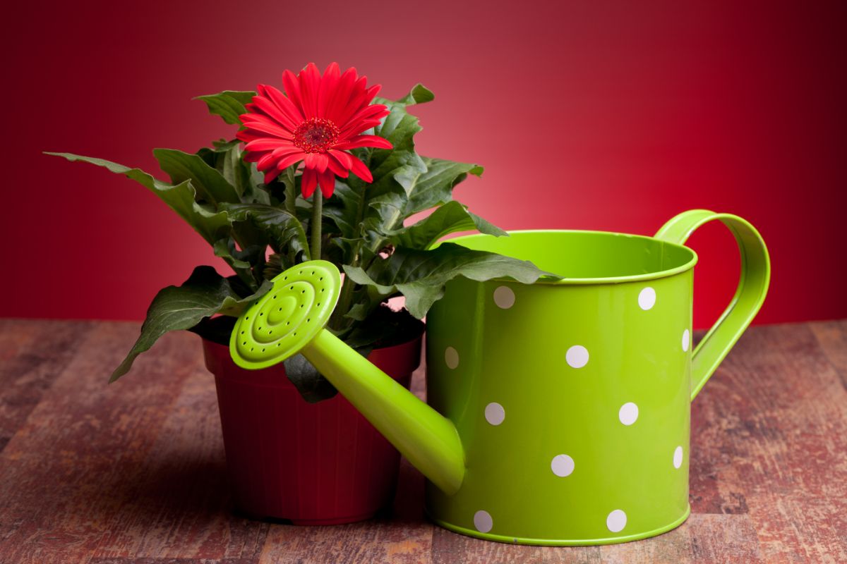 A potted Gerbera daisy next to a green and white polka-dotted watering can
