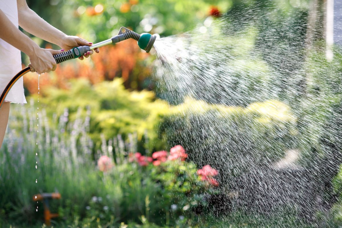 Gardener holding hose and watering garden