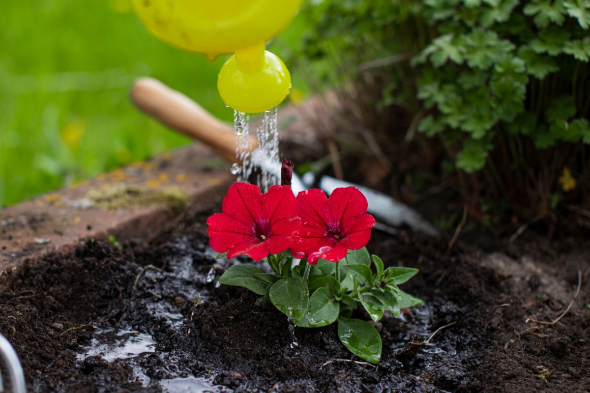 Watering red blossomed petunia plant