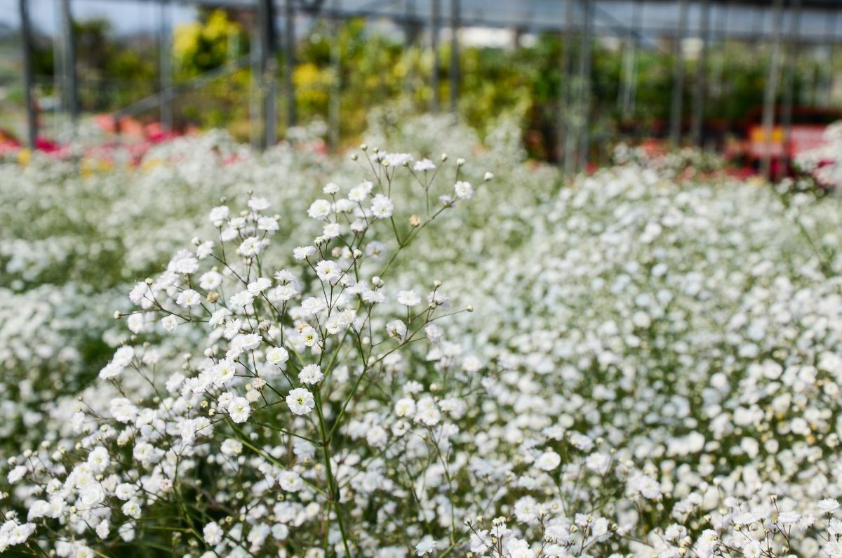 A stem of white baby's breath in focus against a backdrop of flowers out of focus