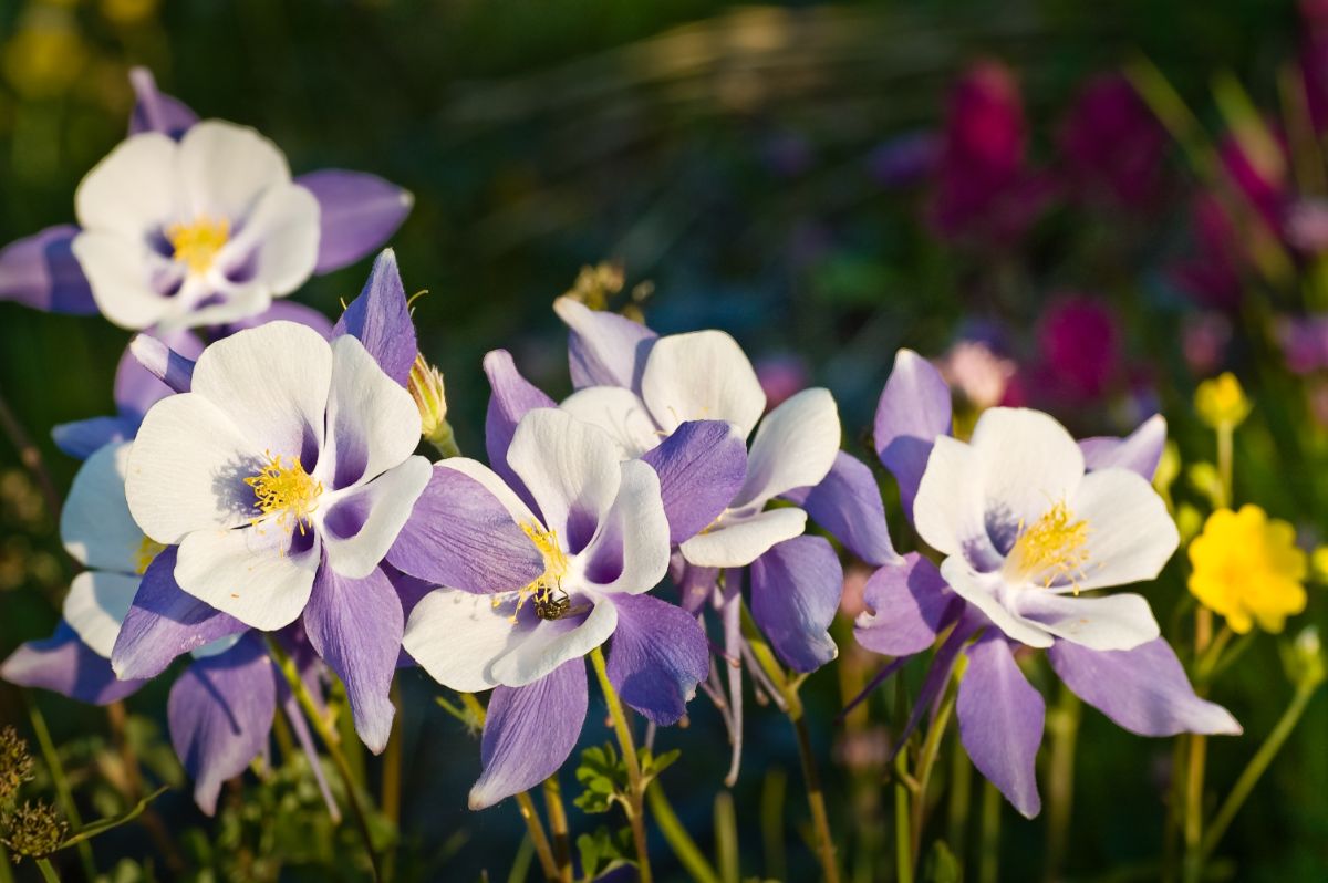 closeup of classic columbine flowers