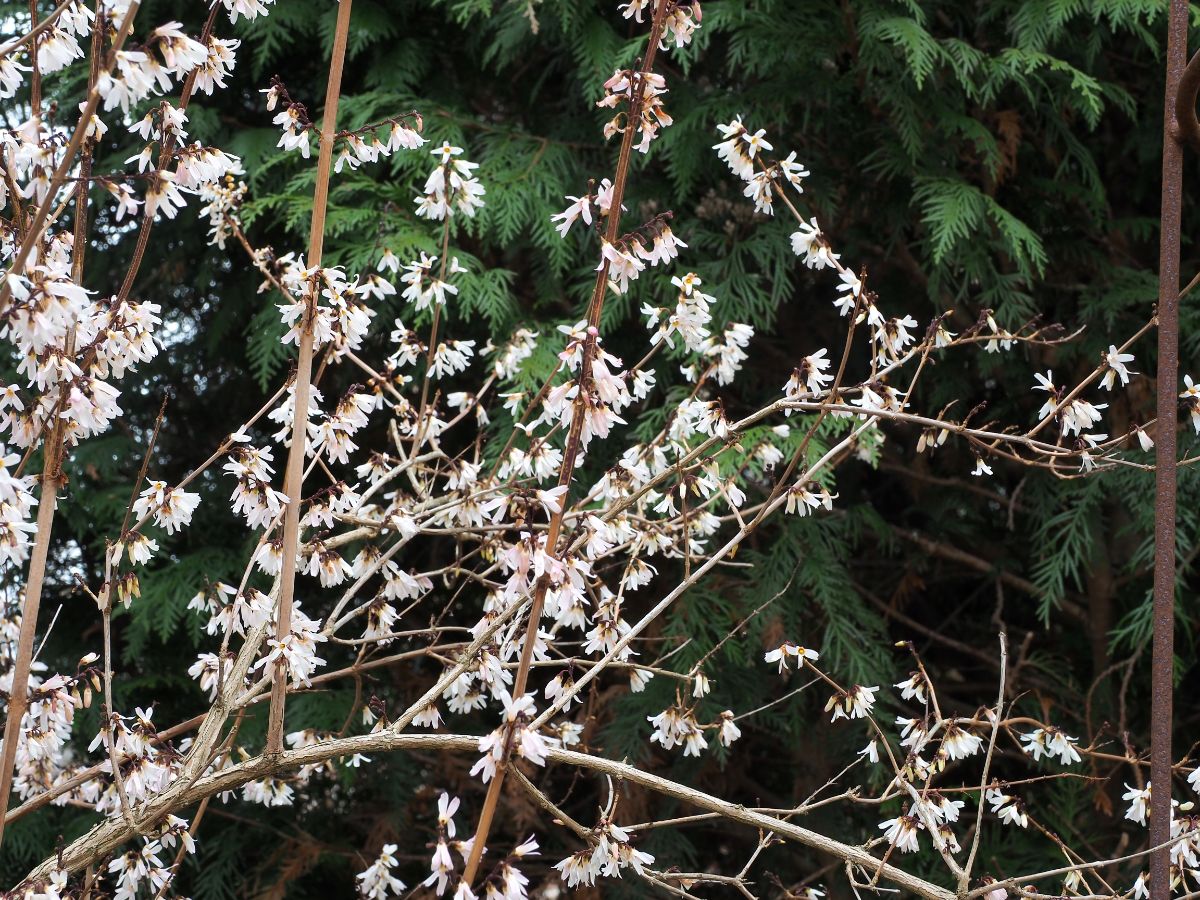 White forsythia blossoms