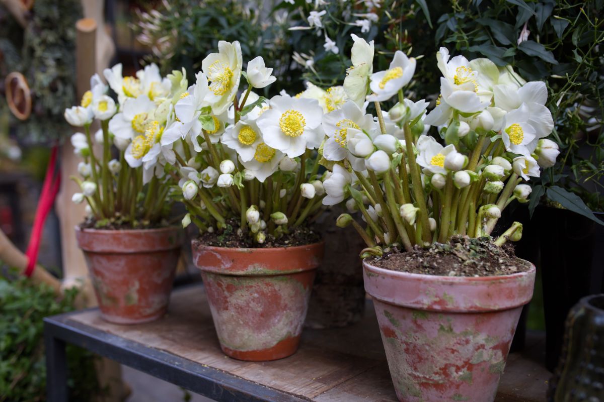 White blooming hellebore plants planted in containers