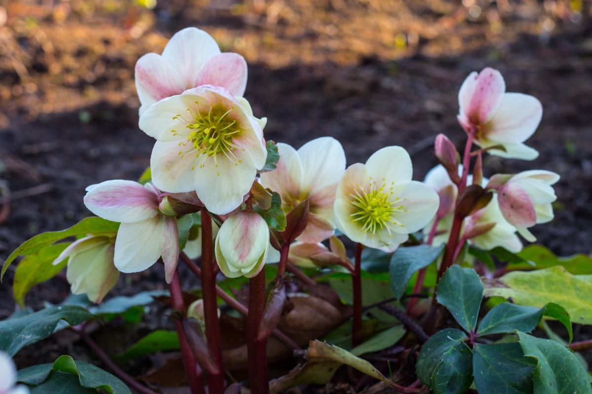 Pink and white hellebores blooming in the spring.