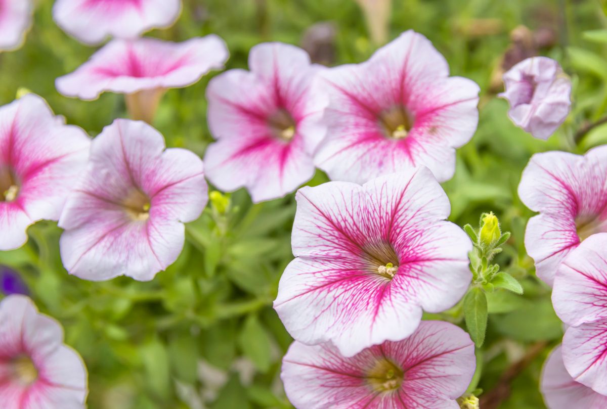 Pink and white flowering petunias