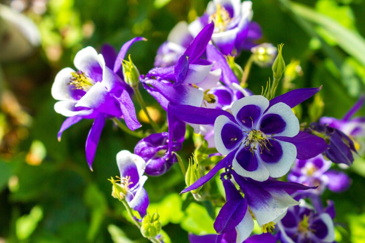 Purple columbine flower with white edges