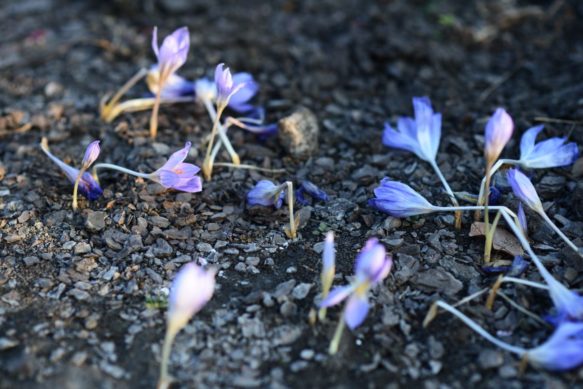 Crocus flowers dying back after blossoming