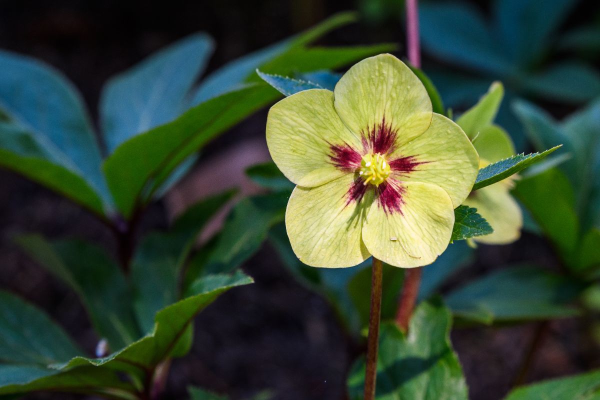 Yellow-colored hellebore with pink accents in the middle of the blossom