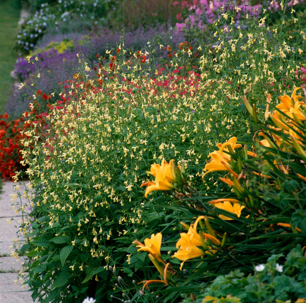 Purple-blooming catmint in the background of a mixed perennial bed