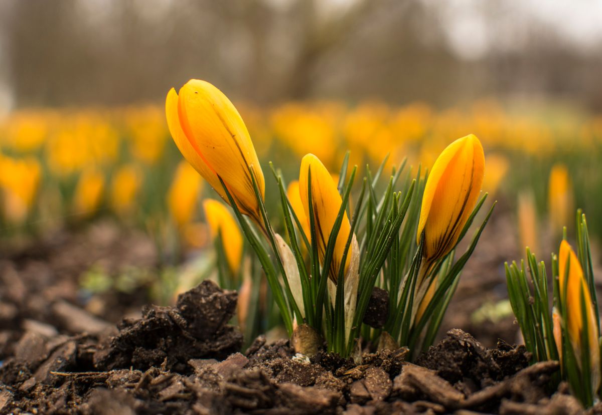 A bed of yellow crocus flowers just starting to bud and bloom