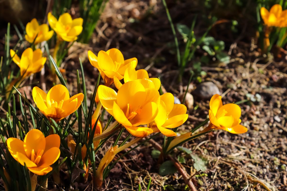 All yellow crocus flowers in bloom