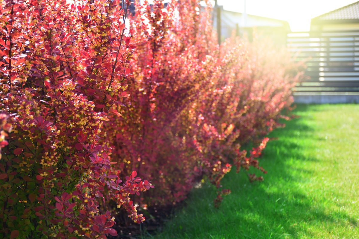 a hedge of pink and yellow barberry bushes