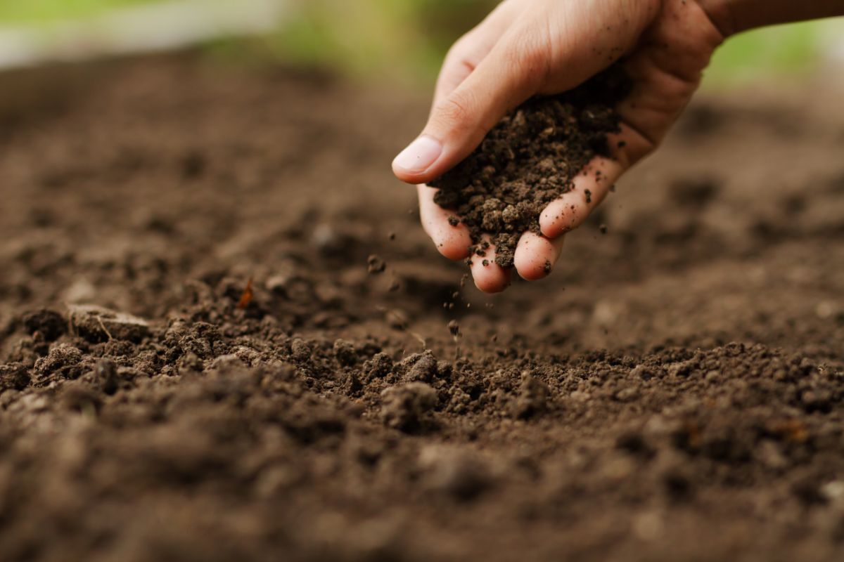 A hand picking up and feeling garden soil