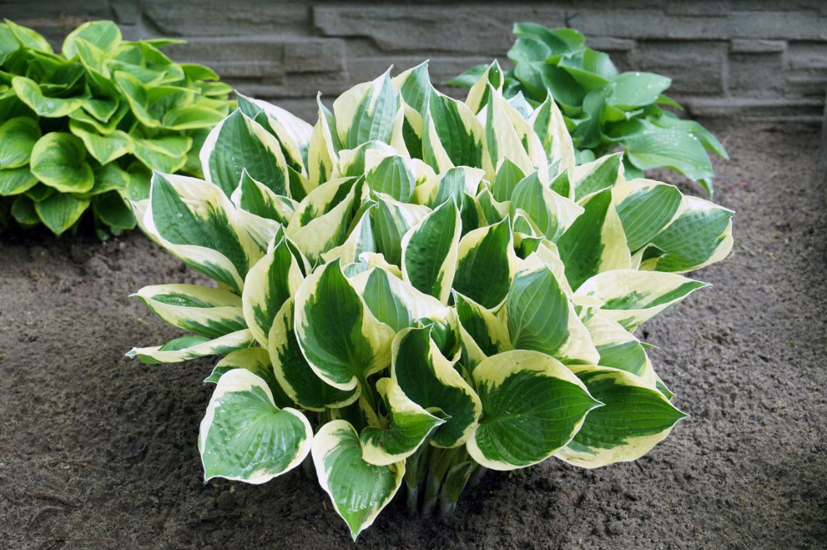 White and green hosta plant planted in shade