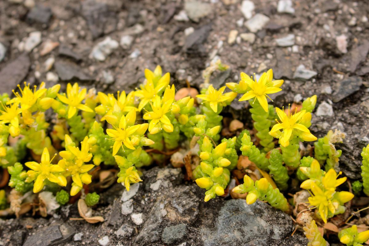Tiny succulent sedum plants with yellow flowers