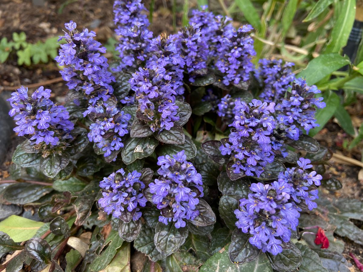 Creeping evergreen Ajuga plants with purple flowers