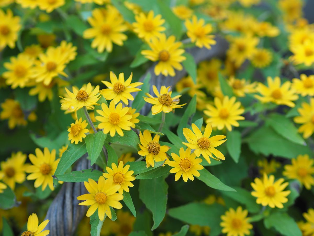 Lemony yellow Dahlberg daisies