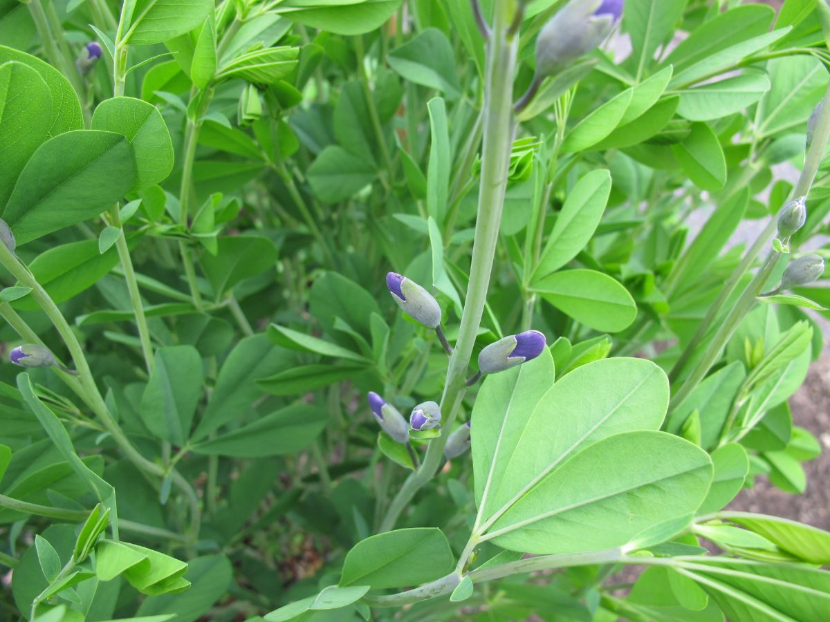 purple buds on a false indigo plant