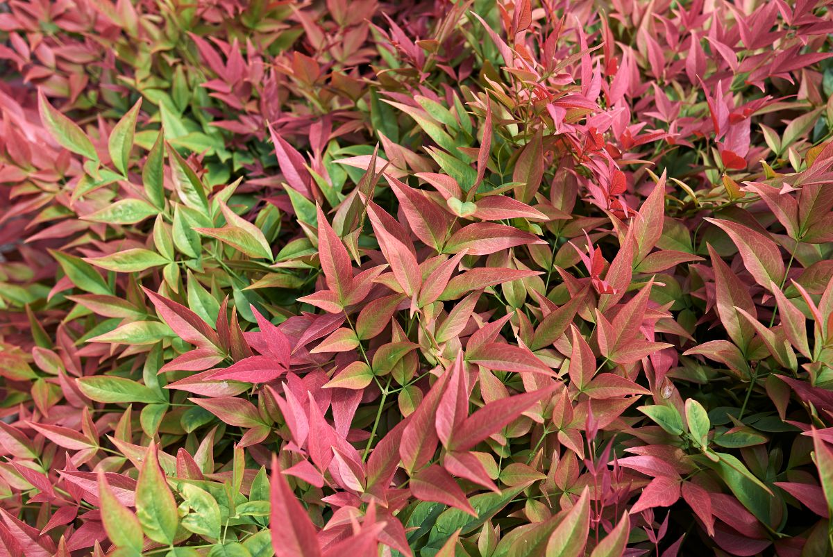 Pink and green foliage on Heavenly Bamboo shrub