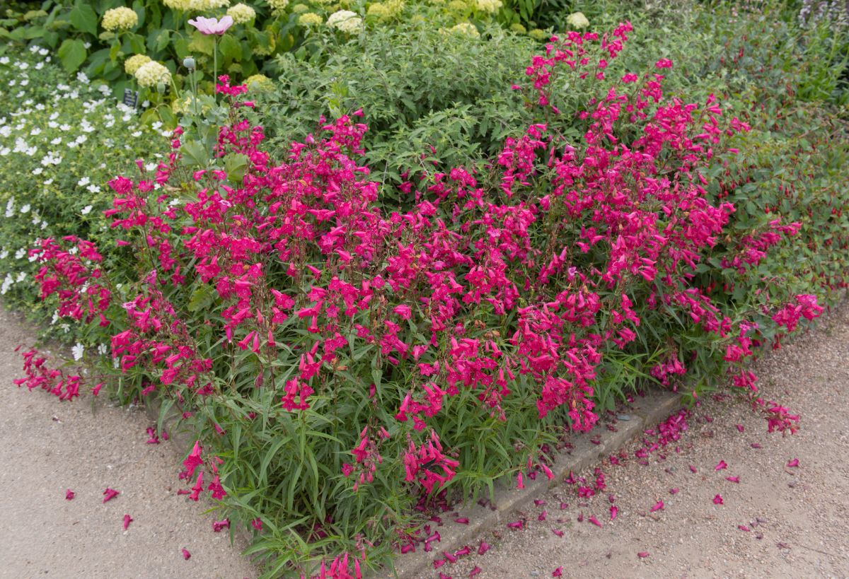 A lush garden planting of penstemons